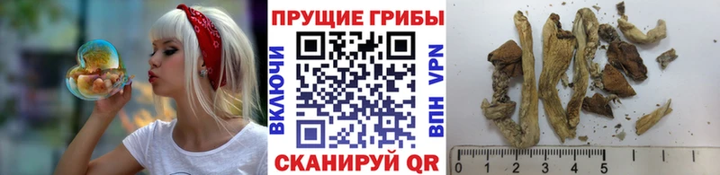 Купить закладки  Ирбит  Галлюциногенные грибы Magic Shrooms 